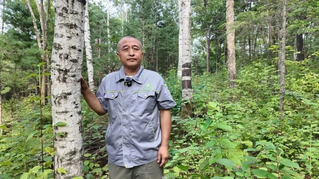 远方商家说 | 浓缩白桦树汁-张宏军 带你深入了解白桦树汁