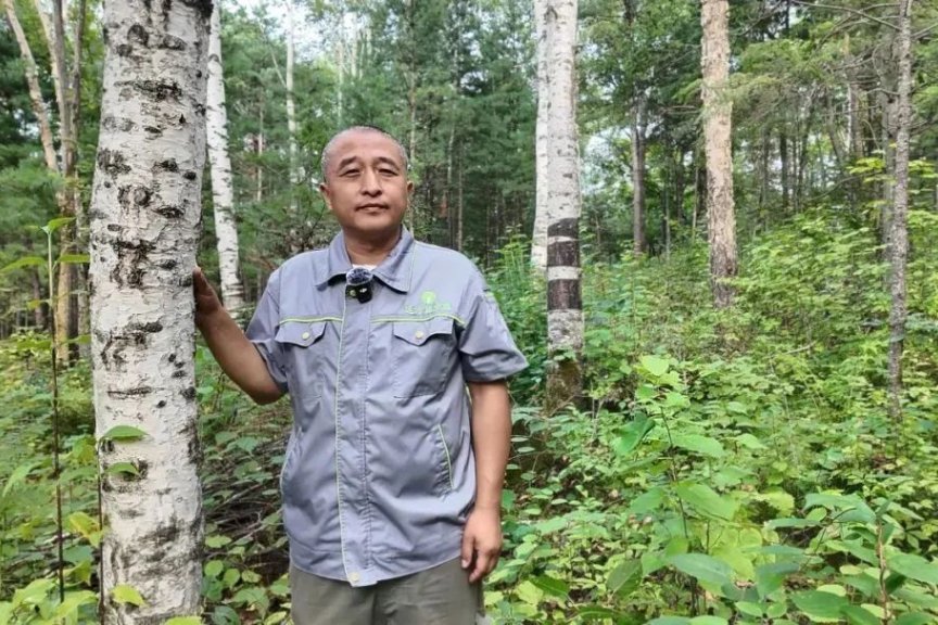 远方商家说 | 浓缩白桦树汁-张宏军 带你深入了解白桦树汁